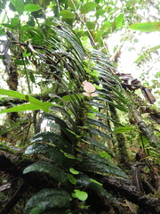 Parablechnum sessilifolium