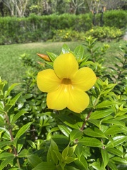 Allamanda cathartica