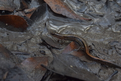 Eurycea quadridigitata