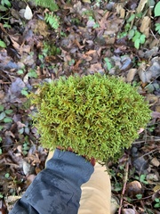 Antitrichia curtipendula