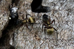 Polyrhachis rufifemur