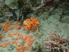 Australopsammia aurea