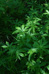 Filipendula palmata