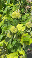 Phlomis fruticosa