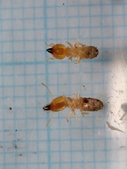 Odontotermes formosanus