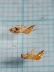 Odontotermes formosanus