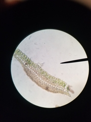 Polytrichum pallidisetum