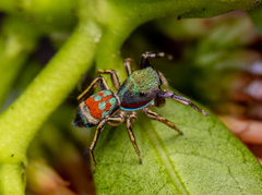 Siler semiglaucus