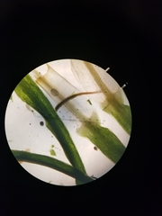 Polytrichum pallidisetum