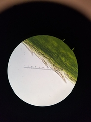 Polytrichum pallidisetum