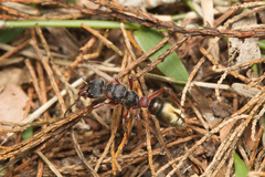 Myrmecia chrysogaster