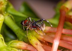 Siler semiglaucus