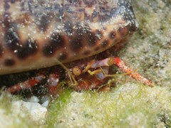 Dardanus crassimanus