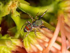 Siler semiglaucus