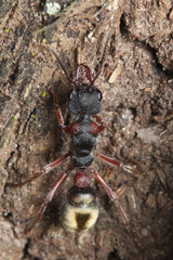 Myrmecia chrysogaster
