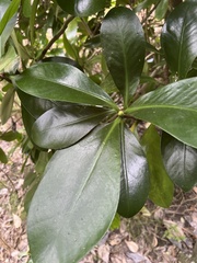 Elingamita johnsonii