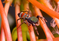 Siler semiglaucus