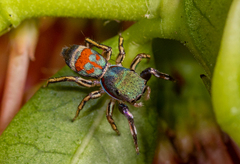 Siler semiglaucus