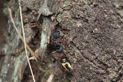 Myrmecia chrysogaster