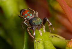 Siler semiglaucus