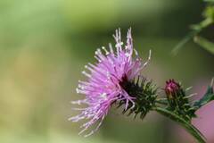 Cirsium nipponicum incomptum