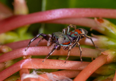 Siler semiglaucus