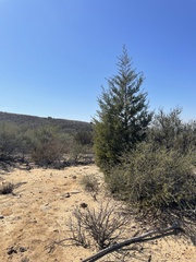 Cupressus forbesii