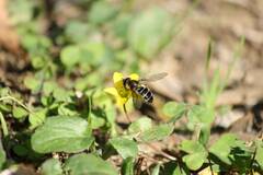 Betasyrphus serarius