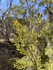 Cupressus forbesii