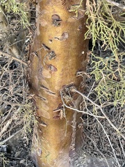 Cupressus forbesii