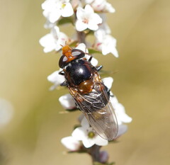 Cyphipelta rufocyanea