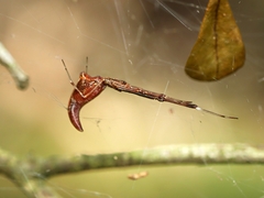 Argyrodes alannae