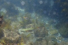 Atypichthys strigatus