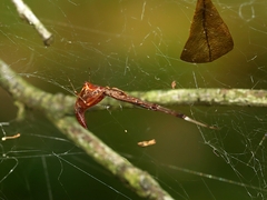 Argyrodes alannae