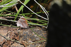 Mahathala ameria