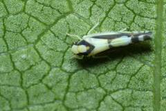 Aguriahana triangularis