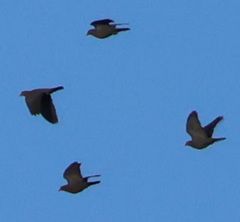 Patagioenas flavirostris