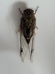 Amphipsalta cingulata