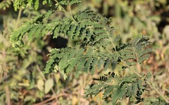 Cenostigma eriostachys