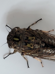 Amphipsalta cingulata