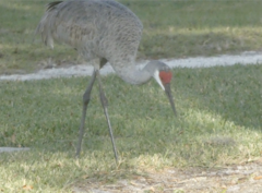 Antigone canadensis pratensis