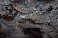 Eurycea quadridigitata