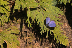 Celastrina lavendularis