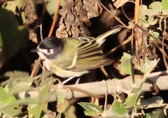 Vireo atricapilla