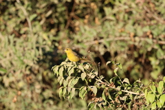 Icterus