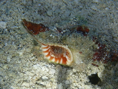 Tonnoidea