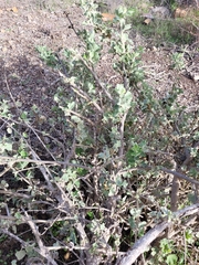 Malacothamnus