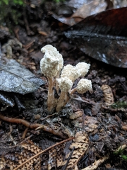 Cordyceps sinclairii
