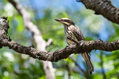 Myiodynastes maculatus