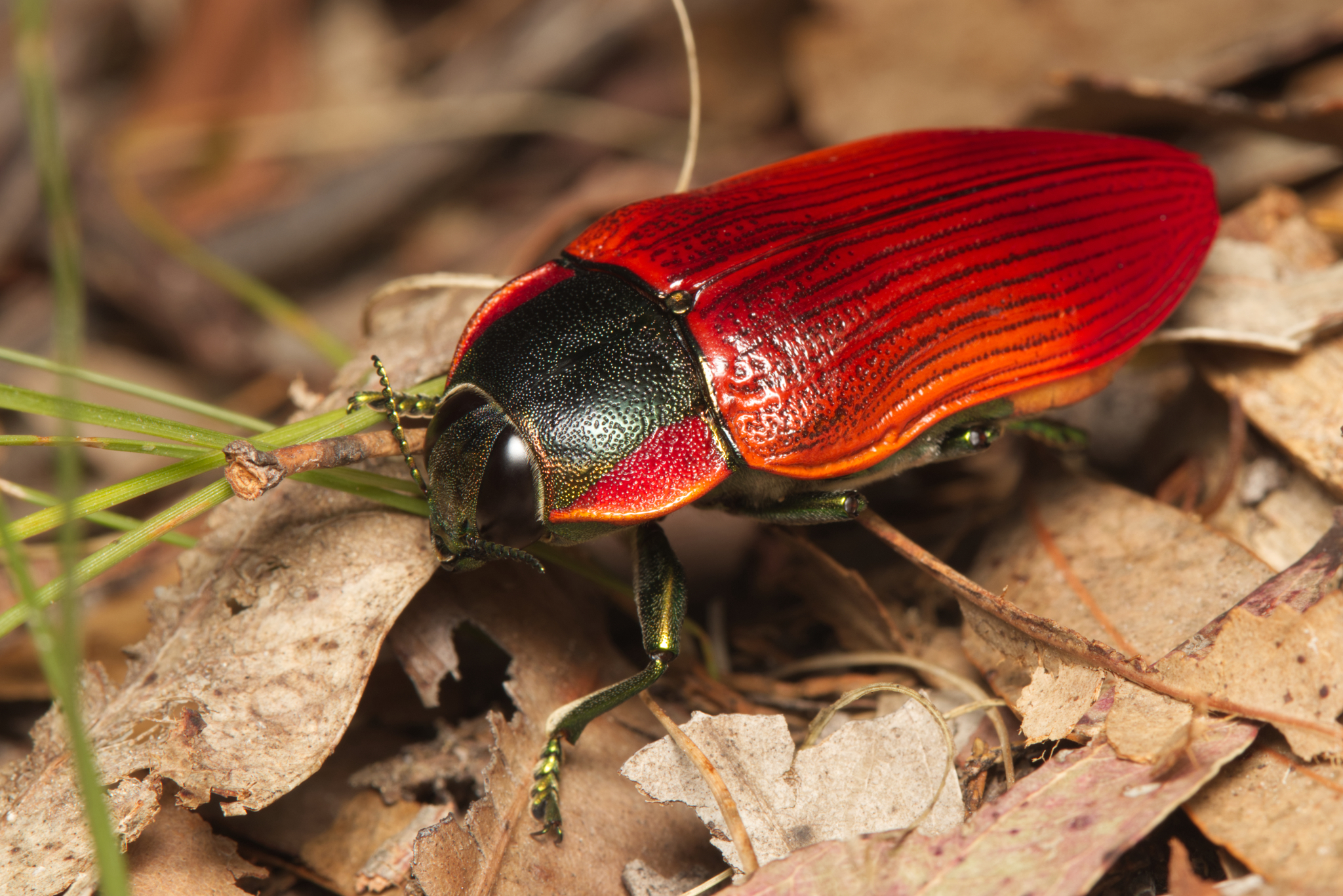 標本 Australia Themognatha fortnumi 29mm Australia Themognatha fortnumi 29mm Genus Temognatha